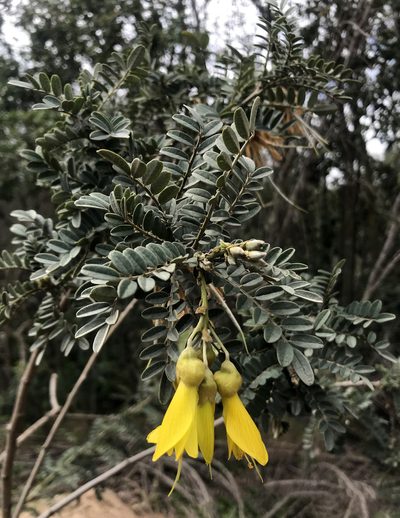 Sophora macrocarpa, photographed by Alfonso Benítez-Mora