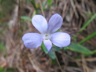 Viola portalesia, photographed by Bruno Avilez