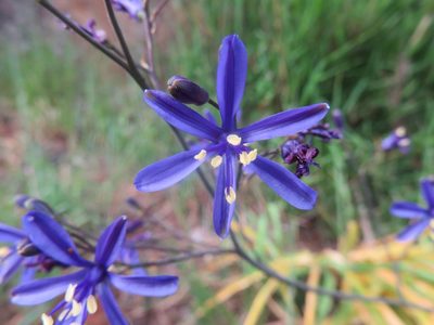 Pasithea caerulea, photographed by Bruno Avilez