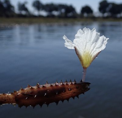 Ottelia muricata, photographed by National Geographic Okavango Wilderness Project
