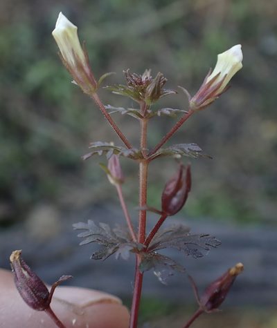 Limnophila ceratophylloides, photographed by National Geographic Okavango Wilderness Project