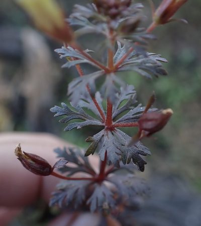 Limnophila ceratophylloides, photographed by National Geographic Okavango Wilderness Project