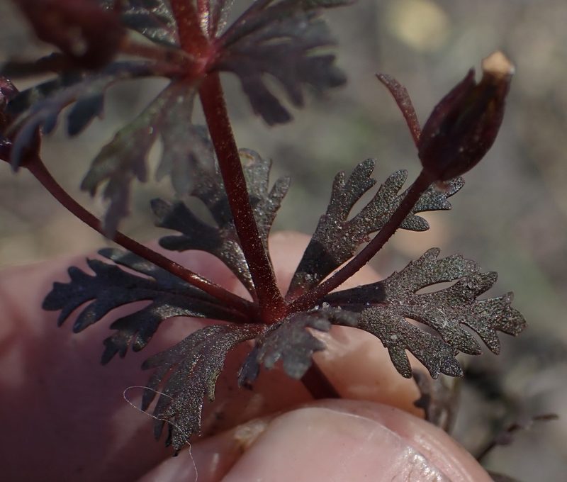 Limnophila ceratophylloides, photographed by National Geographic Okavango Wilderness Project