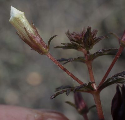 Limnophila ceratophylloides, photographed by National Geographic Okavango Wilderness Project