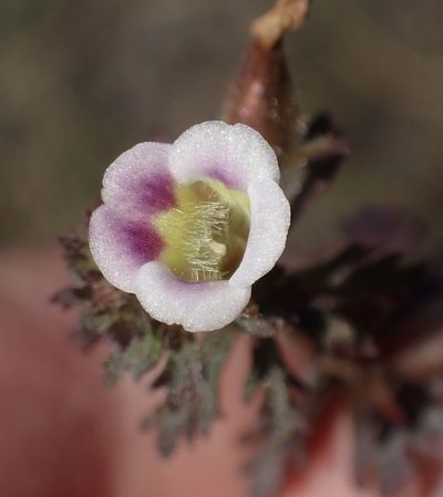 Limnophila ceratophylloides, photographed by National Geographic Okavango Wilderness Project