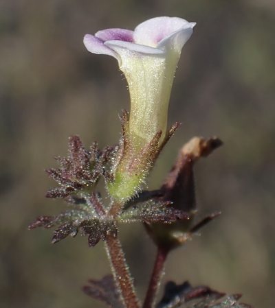 Limnophila ceratophylloides, photographed by National Geographic Okavango Wilderness Project