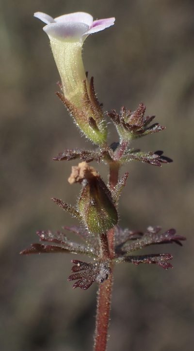 Limnophila ceratophylloides, photographed by National Geographic Okavango Wilderness Project