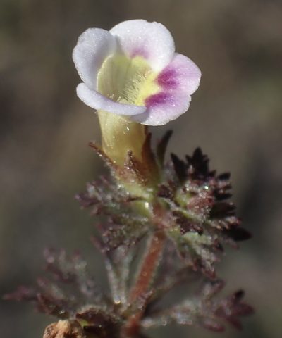 Limnophila ceratophylloides, photographed by National Geographic Okavango Wilderness Project