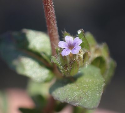 Hygrophila abyssinica, photographed by National Geographic Okavango Wilderness Project