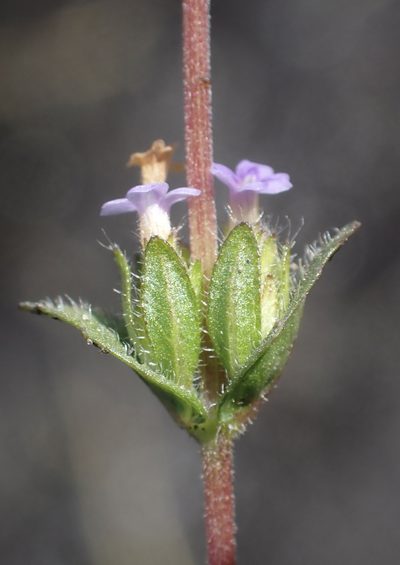Hygrophila abyssinica, photographed by National Geographic Okavango Wilderness Project