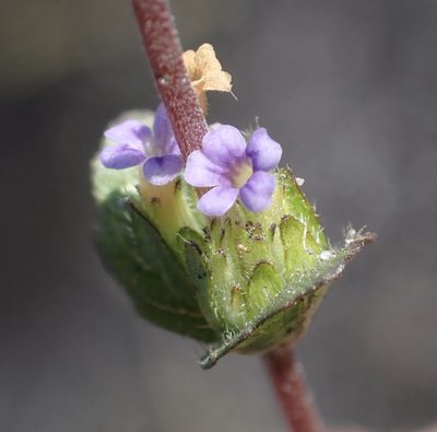 Hygrophila abyssinica, photographed by National Geographic Okavango Wilderness Project