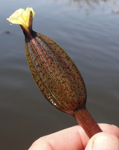 Ottelia ulvifolia, photographed by National Geographic Okavango Wilderness Project