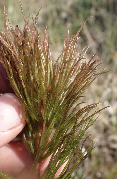 Ceratophyllum muricatum, photographed by National Geographic Okavango Wilderness Project