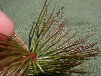 Ceratophyllum muricatum, photographed by National Geographic Okavango Wilderness Project