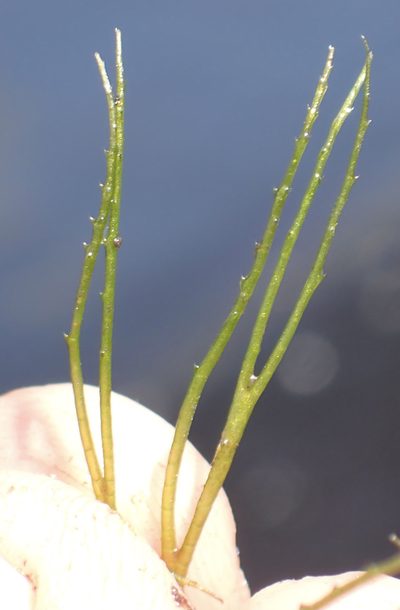 Ceratophyllum muricatum, photographed by National Geographic Okavango Wilderness Project