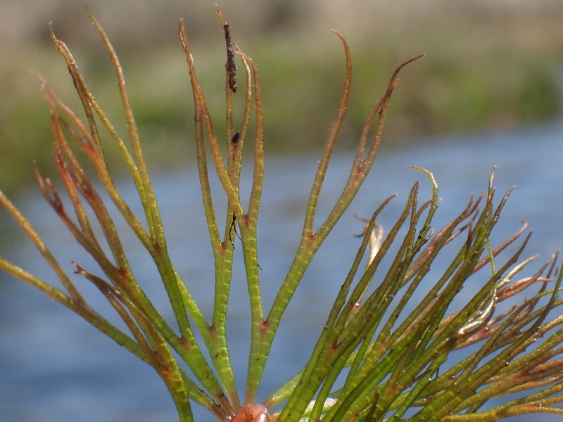 Ceratophyllum muricatum, photographed by National Geographic Okavango Wilderness Project