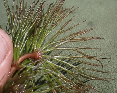 Ceratophyllum muricatum, photographed by National Geographic Okavango Wilderness Project