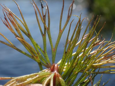 Ceratophyllum muricatum, photographed by National Geographic Okavango Wilderness Project