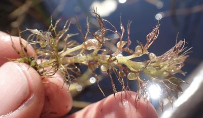 Utricularia raynalii, photographed by National Geographic Okavango Wilderness Project