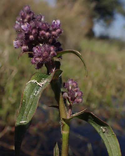 Floscopa glomerata, photographed by National Geographic Okavango Wilderness Project