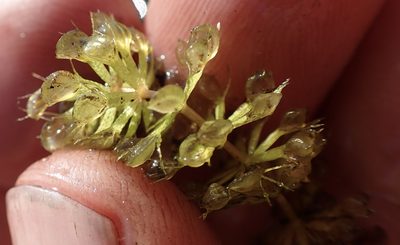 Aldrovanda vesiculosa, photographed by National Geographic Okavango Wilderness Project