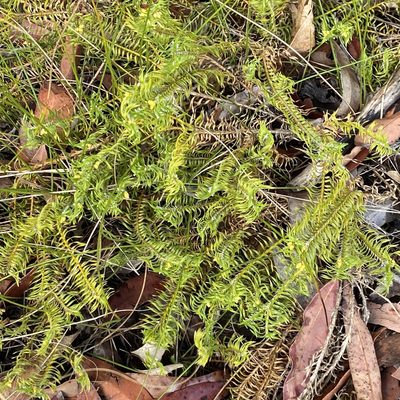 Lomandra obliqua, photographed by prossington