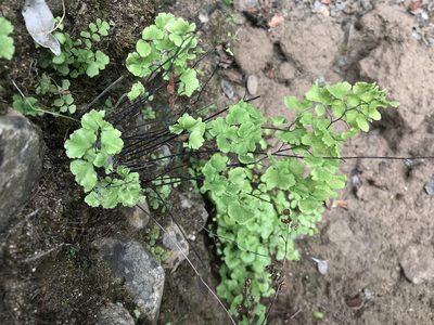 Adiantum chilense, photographed by Alfonso Benítez-Mora