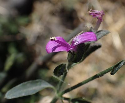Dicliptera paniculata, photographed by National Geographic Okavango Wilderness Project