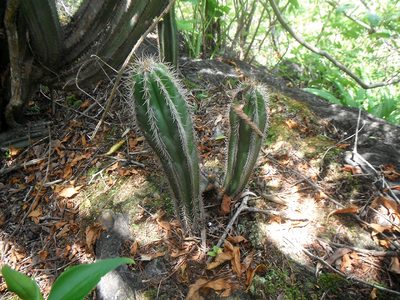 Pilosocereus lanuginosus, photographed by Carlos A. Padrón P.