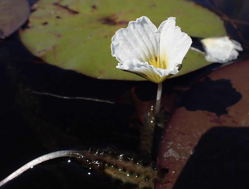 Ottelia muricata, photographed by National Geographic Okavango Wilderness Project