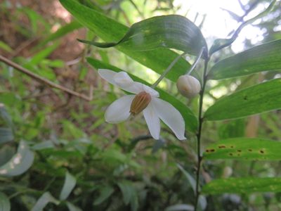 Luzuriaga radicans, photographed by Bruno Avilez