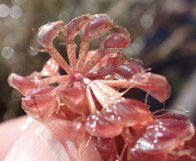 Aldrovanda vesiculosa, photographed by National Geographic Okavango Wilderness Project