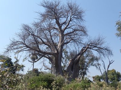 Adansonia digitata, photographed by National Geographic Okavango Wilderness Project