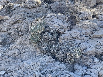 Agave utahensis, photographed by CK2AZ