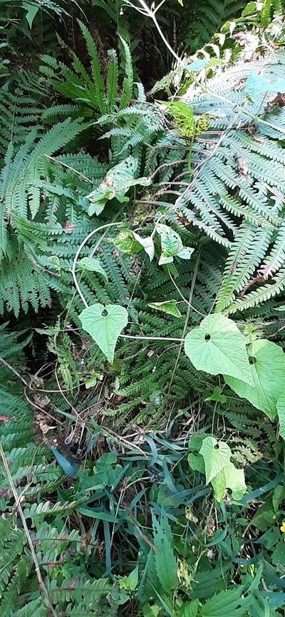 Schizopepon bryoniifolius, photographed by Мария Ткаченко