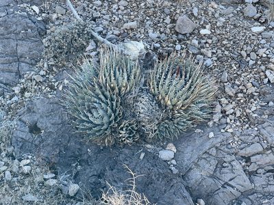 Agave utahensis, photographed by CK2AZ