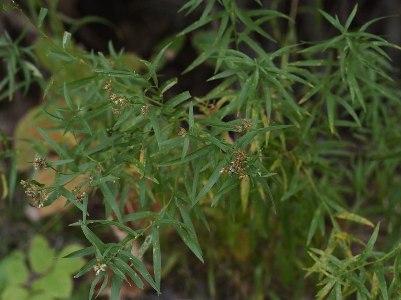 Euthamia graminifolia, photographed by Alexis Tinker-Tsavalas