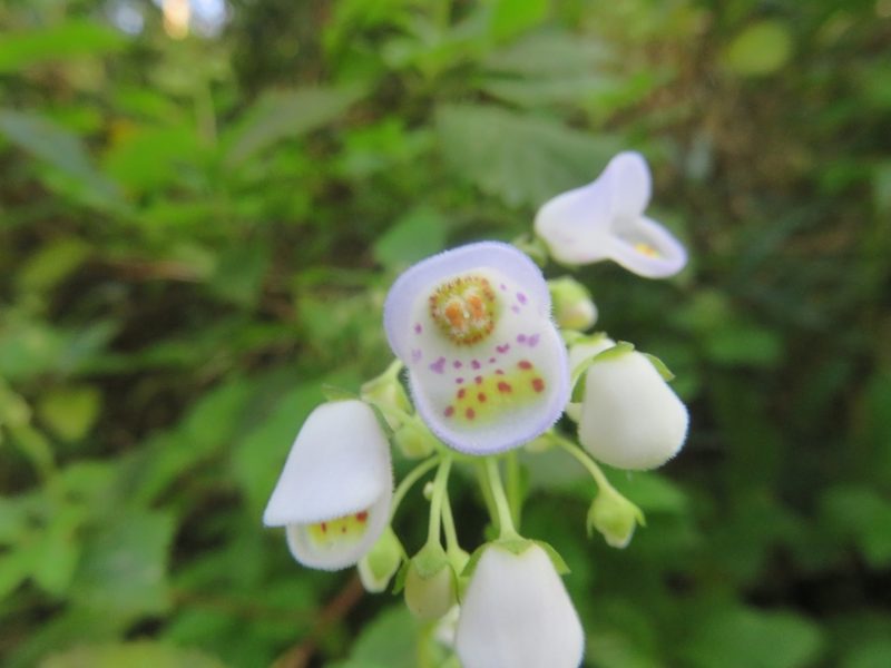 Jovellana punctata, photographed by Bruno Avilez