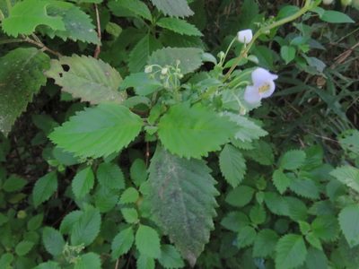 Jovellana punctata, photographed by Bruno Avilez