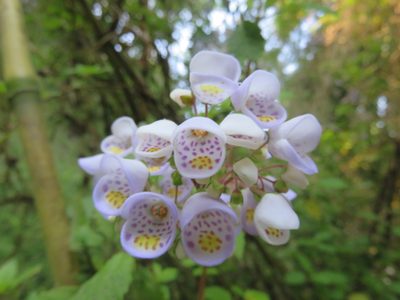 Jovellana punctata, photographed by Bruno Avilez