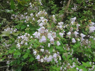 Jovellana punctata, photographed by Bruno Avilez