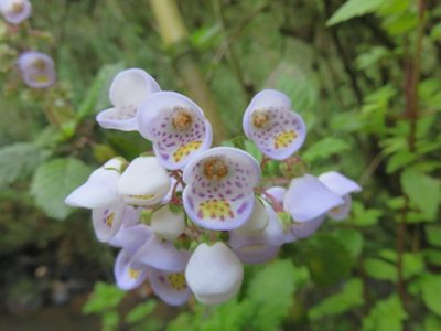 Jovellana punctata, photographed by Bruno Avilez
