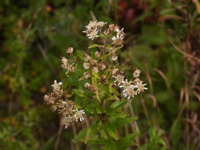Doellingeria umbellata, photographed by Alexis Tinker-Tsavalas