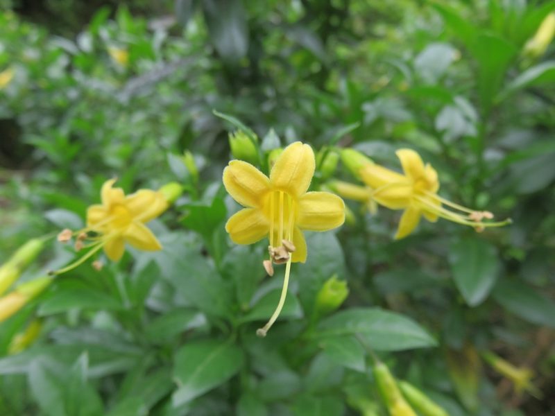 Vestia foetida, photographed by Bruno Avilez
