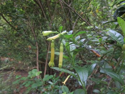Vestia foetida, photographed by Bruno Avilez