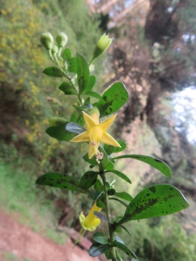 Vestia foetida, photographed by Bruno Avilez