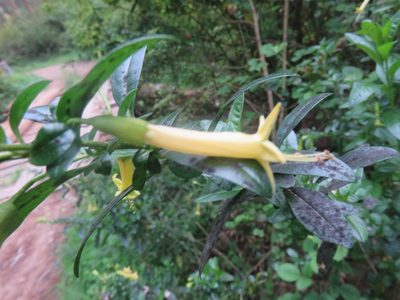 Vestia foetida, photographed by Bruno Avilez