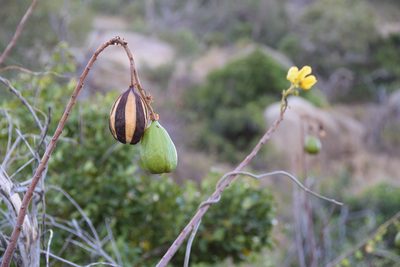 Cochlospermum gillivraei, photographed by Paul Asman