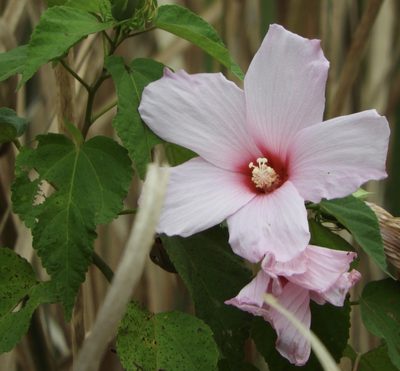 Muenchhusia moscheutos, photographed by pachips