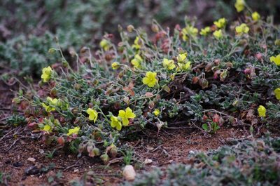 Helianthemum canariense, photographed by gwynmwilliams